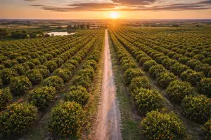 Drone imaging for agriculture and land monitoring in Central Florida